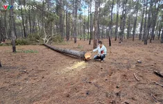 Cận cảnh hiện trường cây thông trong dự án sân golf Đak Đoa bị đốn hạ