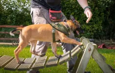 Những chú chó xứ Wales góp phần đẩy lùi nạn săn trộm tại châu Phi