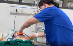 Cảnh báo ngộ độc rượu ngâm củ ấu tàu