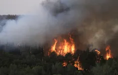 Israel đối mặt cháy rừng quy mô lớn nghi do 'khủng bố'
