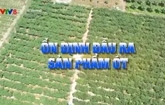 Ổn định đầu ra cho sản phẩm ớt