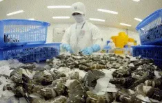 Ngành tôm tìm cách giảm phụ thuộc vào thị trường Mỹ