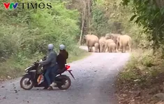 Xuất hiện đàn voi rừng đi vào khu dân cư ở Đồng Nai