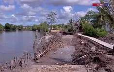 Cà Mau: Thi công kè gây sạt lở bờ sông