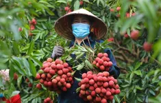 3 mã vùng trồng vải thiều Bắc Giang đủ điều kiện xuất sang Hoa Kỳ
