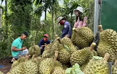 Xuất khẩu rau quả giảm lần đầu sau hai năm