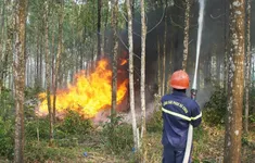 Chủ động các phương án phòng, chống cháy rừng mùa nắng nóng