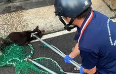 3 người bị chó thả rông nghi mắc bệnh dại cắn