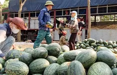 Dưa hấu mất mùa, giảm giá