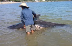 Ngư dân Quảng Ngãi chôn cất cá voi "lụy bờ" theo phong tục truyền thống