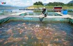 Thanh Hóa: Nuôi cá lồng trên hồ thủy điện – sinh kế mới cho người dân vùng cao
