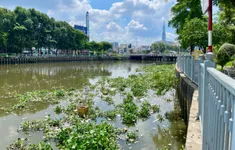 TP Hồ Chí Minh: Nguyên nhân cá chết trắng trên kênh Nhiêu Lộc Thị Nghè