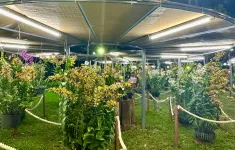 Festival hoa lan TP Hồ Chí Minh 2025: Chuyến tàu đa sắc kết nối ba miền