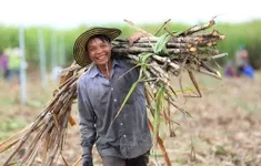 Doanh nghiệp mía đường điêu đứng vì đường lậu