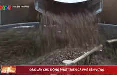 Đắk Lắk chủ động phát triển cà phê bền vững