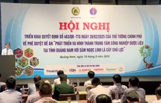Quảng Nam: Trung Tâm Công nghiệp Dược liệu với Sâm Ngọc Linh là cây chủ lực