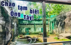 Xúc động lễ chia tay “ông” hổ Tây ở Thảo Cầm Viên Sài Gòn