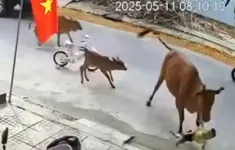 Cháu bé đang đứng chơi trước cửa nhà thì bị bò thả rông húc ngã