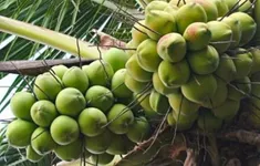 Tăng thêm lợi thế cạnh tranh cho dừa Việt Nam