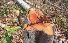 Kon Tum: Điều tra vụ phá gần 1 héc ta rừng tại khu vực biên giới