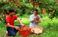 Vải vào vụ sớm, đơn hàng xuất khẩu tăng vọt