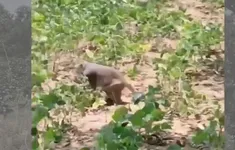 Nông dân “khóc ròng” vì khỉ liên tục cắn phá hoa màu