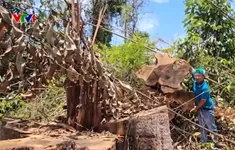 Phát hiện phá rừng quy mô lớn gần trụ sở UBND huyện ở Kon Tum