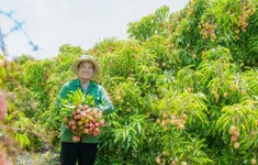 Nông dân ở Đắk Lắk "trúng đậm" vì vải thiều được mùa được giá
