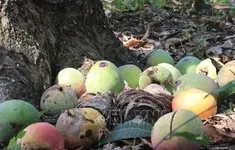 Giá xoài Úc chỉ còn… 1.000 đồng/kg