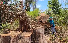 Kon Tum: Chỉ đạo điều tra làm rõ vụ phá gần 1 ha rừng tại khu vực biên giới