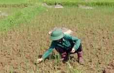 Thi công đường gây hư hỏng mương dẫn nước, nhiều ruộng lúa ở Hòa Bình trước nguy cơ mất trắng