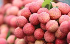 Được mùa vải, 700 tấn có đơn hàng xuất khẩu