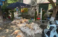 Phát hiện hơn 1 tấn thịt lợn xuất huyết ngoài da, ruồi bâu đầy chuẩn bị lên lò nướng