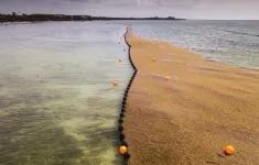 31 triệu tấn tảo độc trôi dạt vào bờ biển Mỹ và Caribe