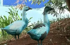 Nước sông ở Brazil bất ngờ chuyển màu xanh