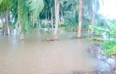 Trà Vinh công bố tình huống khẩn cấp sạt lở đê bao khu vực Cồn Hô