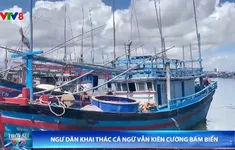 Ngư dân khai thác cá ngừ kiên cường bám biển