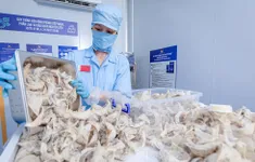 Tổ yến Việt cạnh tranh với Malaysia và Indonesia
