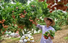 Rộng mở thị trường xuất khẩu vải thiều