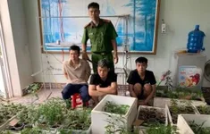Phát hiện "vườn" cần sa 317 cây trong nhà dân tại Hải Phòng