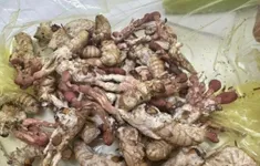 Gia Lai: Ăn nấm mọc trên nhộng ve sầu 1 người đàn ông nguy kịch