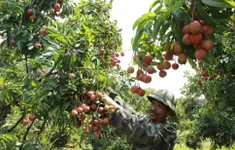 Chủ động các kịch bản tiêu thụ nông sản