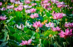 Mùa sen miền Duyên hải.