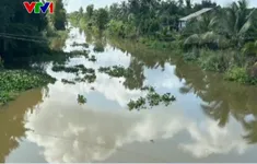 Cá sấu nổi trên kênh ở Long An, chính quyền cảnh báo khẩn