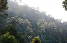 Đà Nẵng cảnh báo nguy cơ xảy ra cháy rừng