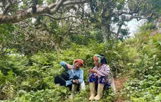 Từ vùng núi cao đến giấc mộng văn hóa Việt – Trà Shan Tuyết Happy Tea