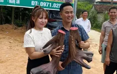 Độc đáo cặp nhung nai "khủng" ở Nghệ An giá gần 100 triệu đồng