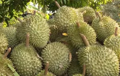 Cắt 100 mã vùng trồng, siết chặt chất cấm trên sầu riêng
