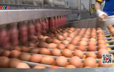 Tin thất thiệt "trứng gà giả" gây hệ lụy tới hàng triệu hộ chăn nuôi