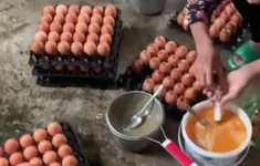Chủ tịch Hội Chăn nuôi Việt Nam: Làm giả trứng gà giống trứng thật là điều không thể